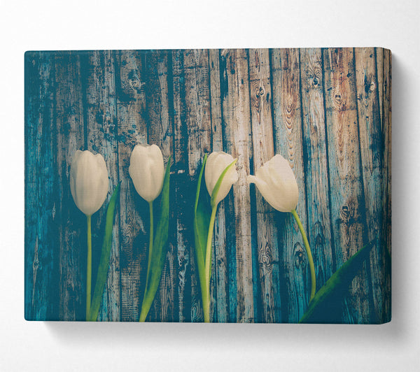 White Tulips On Teal Wood