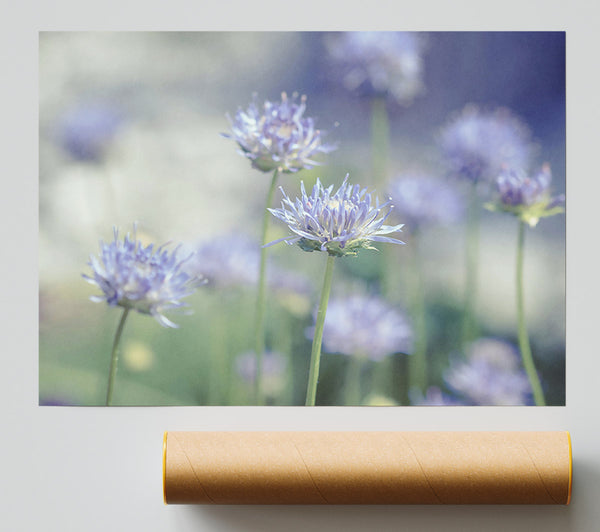 Lavender Field Dreams