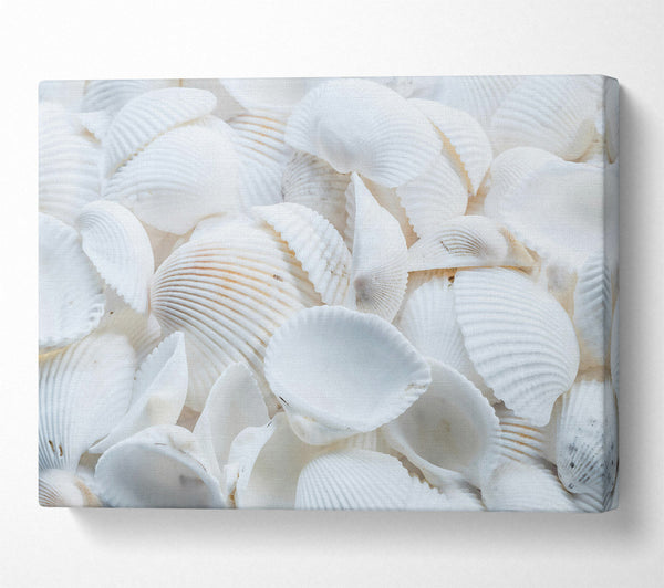 White Seashell Symphony