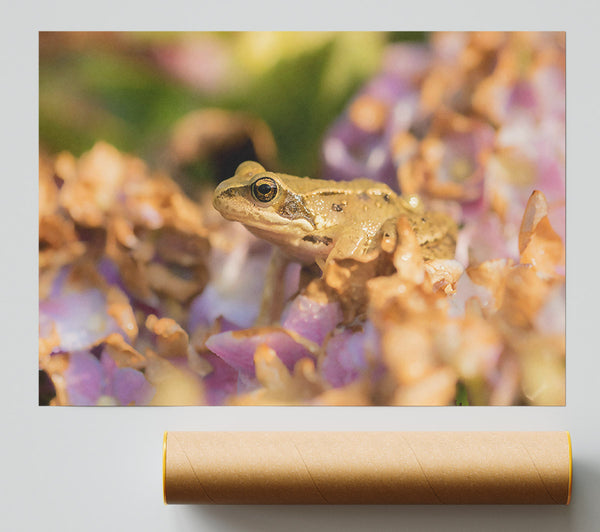 Golden Frog On Purple