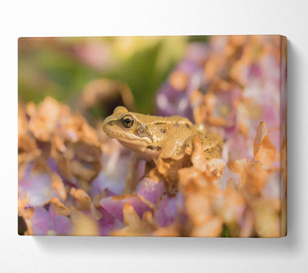 Golden Frog On Purple