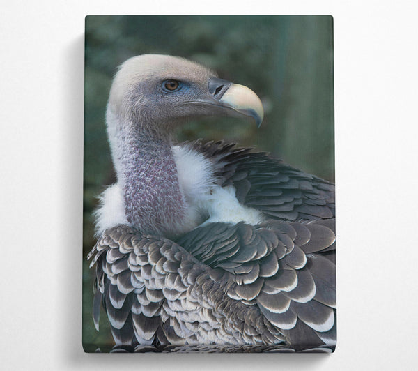 Gray Vulture Feathers