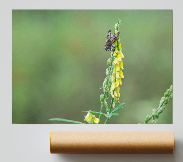 Yellow Fly On Bloom