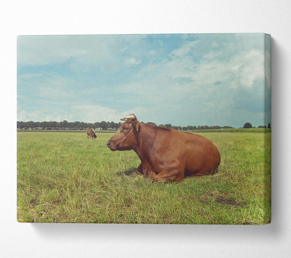 Brown Cow Resting