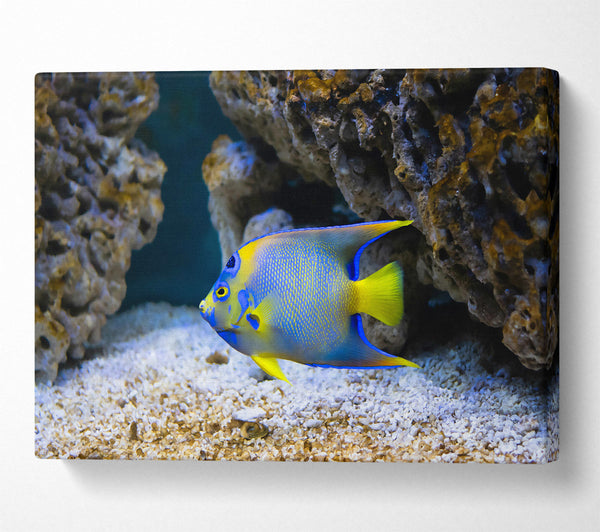 Blue Reef Fish