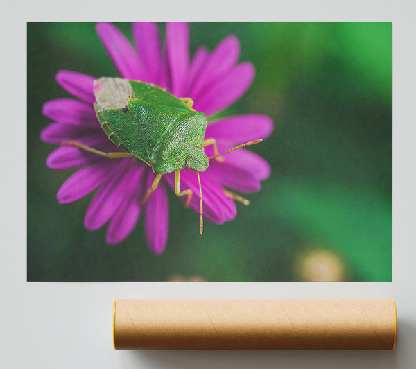 Green On Magenta Bloom