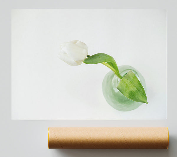 White Tulip In Green Vase