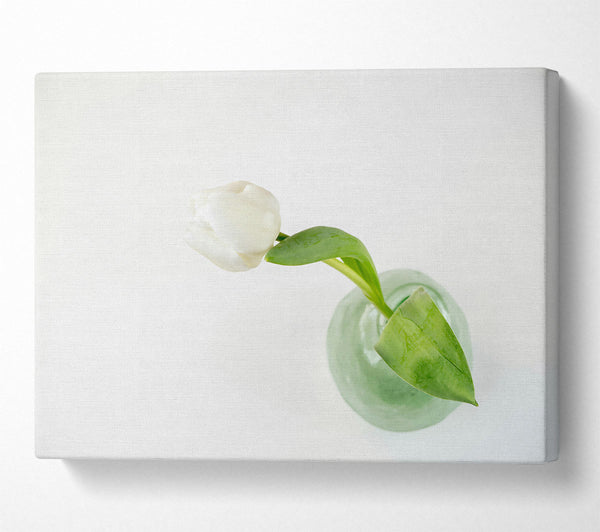 White Tulip In Green Vase