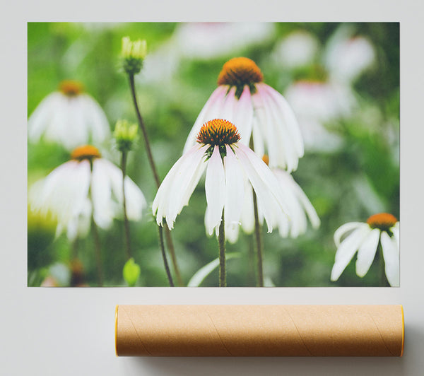 White Flowers In Bloom.