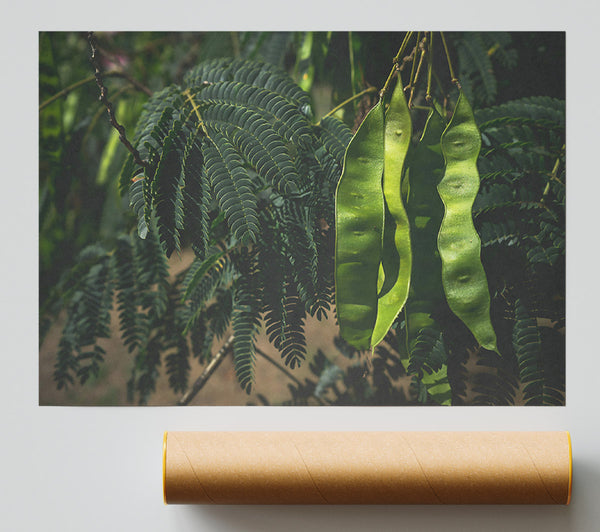 Emerald Pods And Ferns