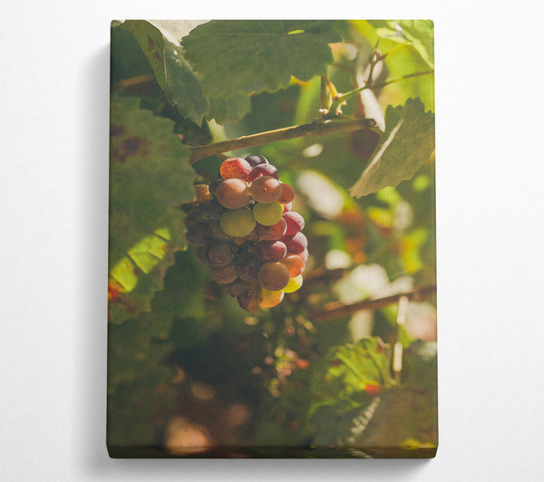 Red Grapes In Sunlight