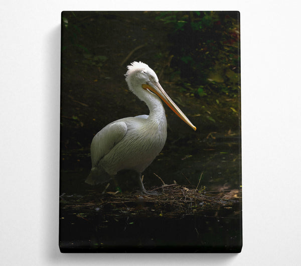 White Pelican Resting