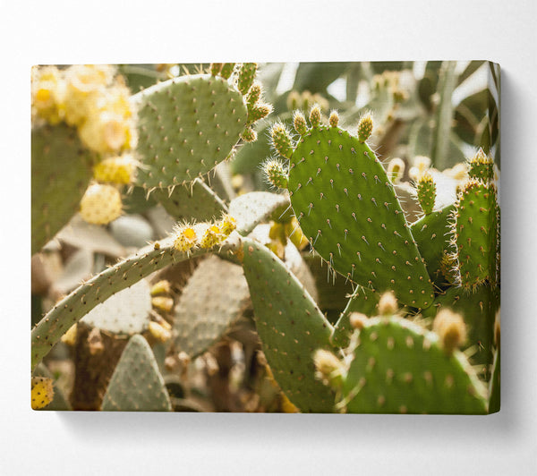 Green Prickly Bloom