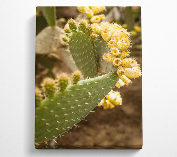 Golden Prickly Pear