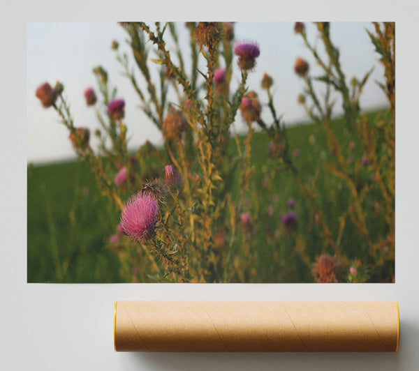 Purple Thistle Sunset