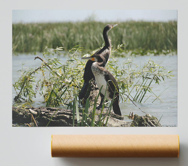 Black & White Cormorant Rest