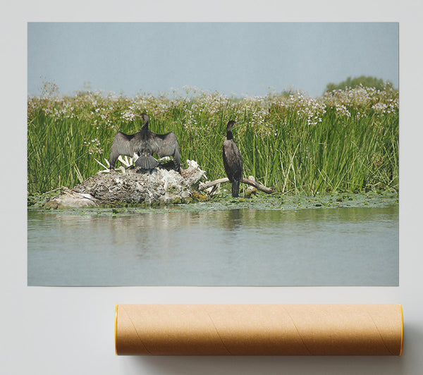 Green Marsh Cormorants