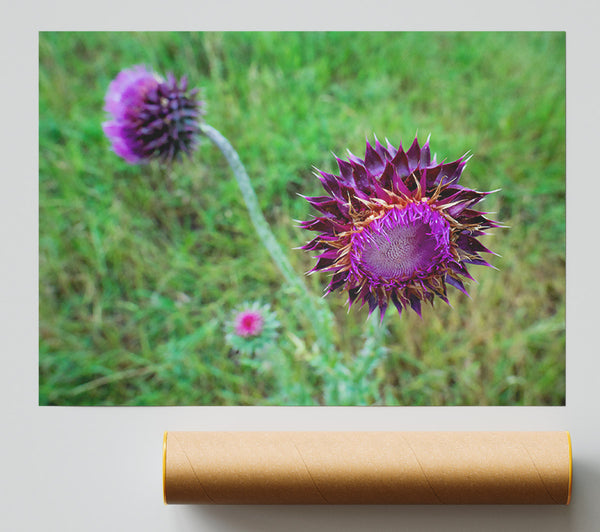 Purple Thistle Bloom