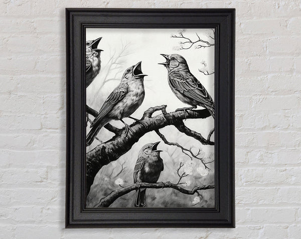 The Birds In Black And White