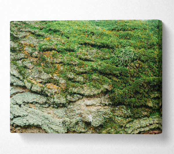 Emerald Mossy Bark