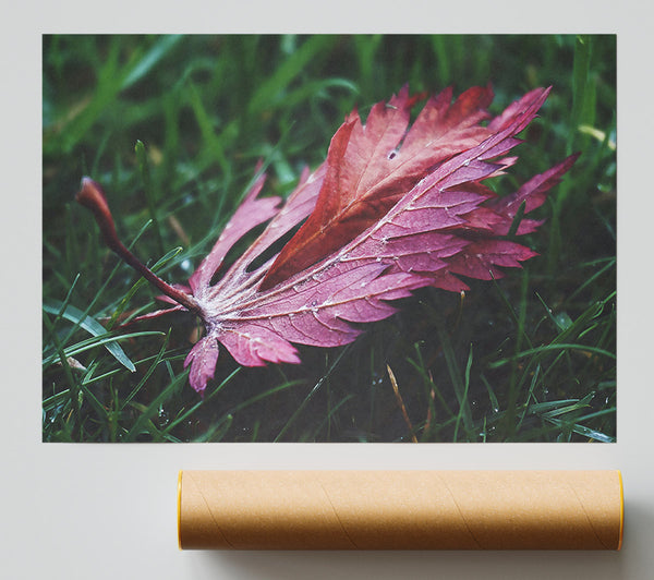 Crimson Leaf In Green