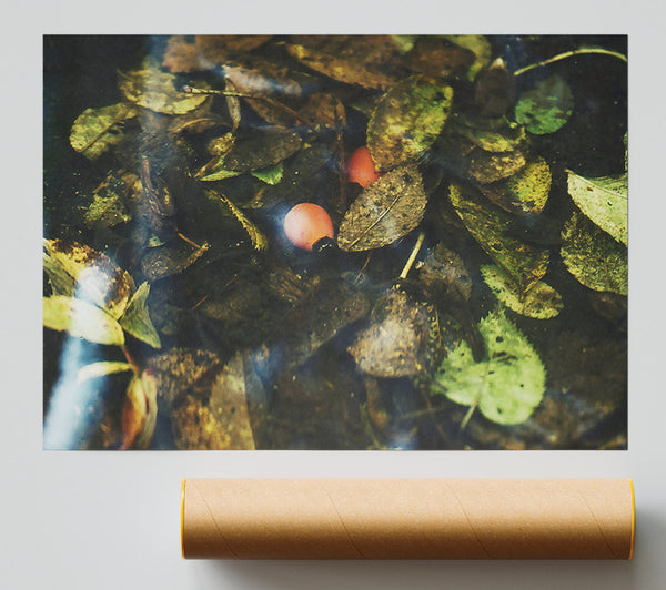 Orange Leaf Reflections