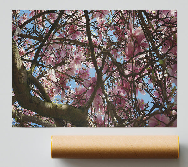 Pink Blossoms Canopy