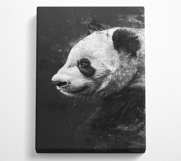 Black And White Panda Gaze