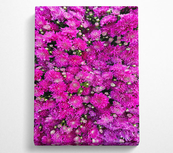 Magenta Floral Field