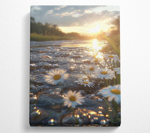 Golden River Daisies