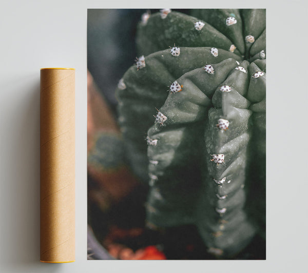 Emerald Cactus Spines