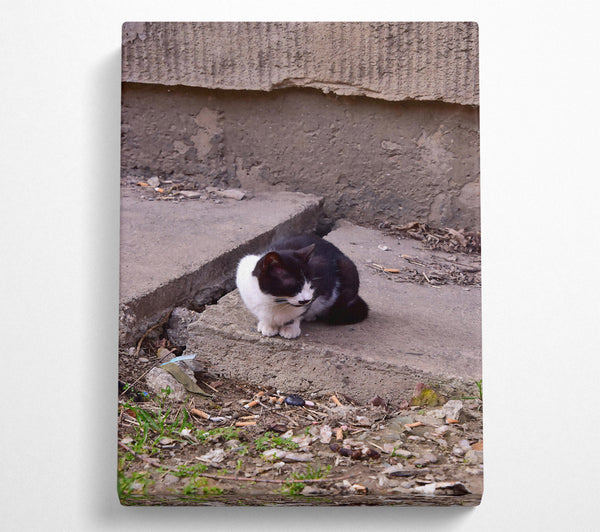 Black Cat On Grey Concrete