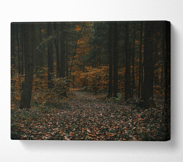 Autumnal Forest Path