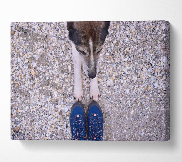 Blue Paw Prints On Sand