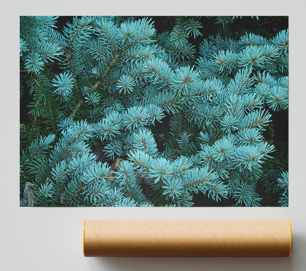 Blue Spruce Whisper