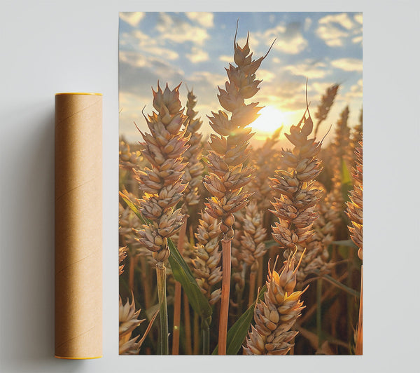 Golden Wheat Sunset