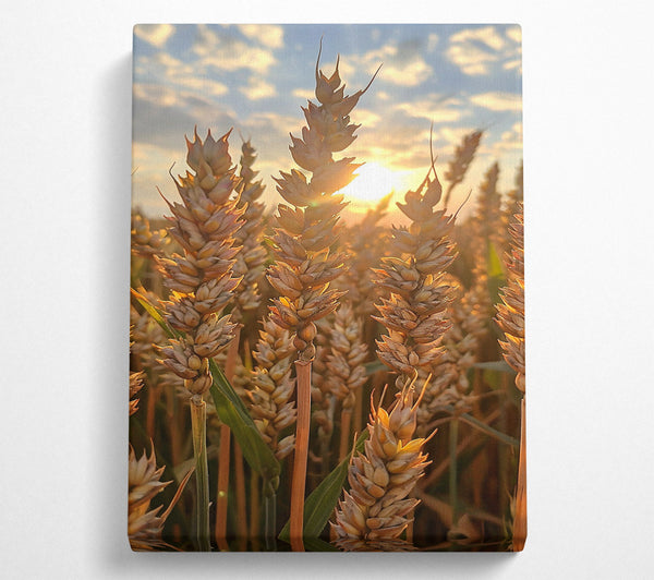 Golden Wheat Sunset