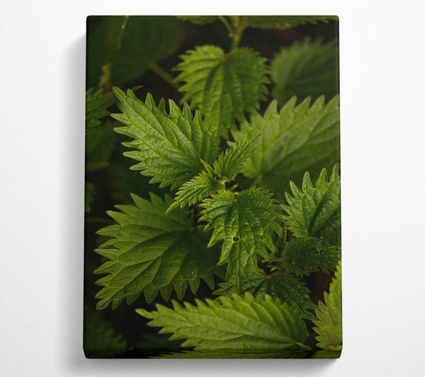 Emerald Green Nettles