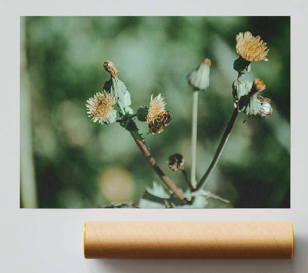 Green Dandelion Bloom