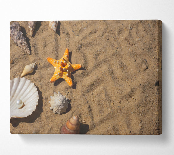 Orange Starfish Treasure