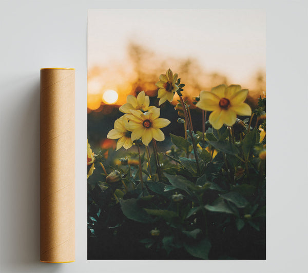 Yellow Blooms At Sunset