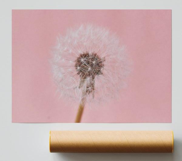 Pink Wish Dandelion