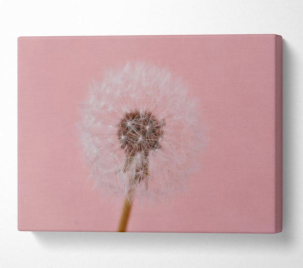 Pink Wish Dandelion