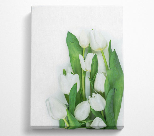 White Tulips In Bloom