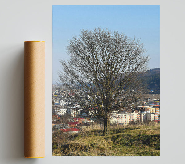 Bare Branches Over Green Hills