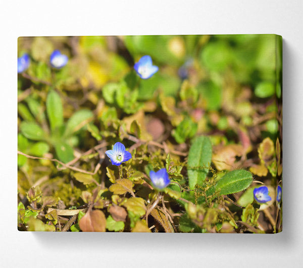 Blue Flowers In Green