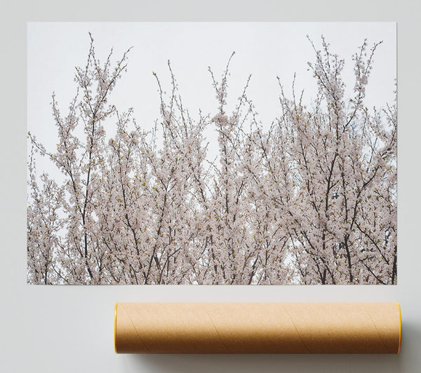 White Blossoms Reaching Up