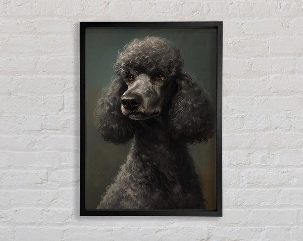 A Poodle Looking