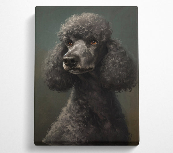 A Poodle Looking