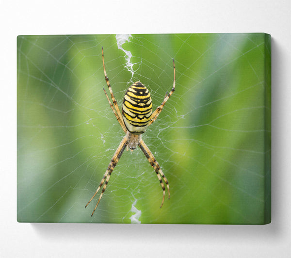 Yellow Striped Spider Web